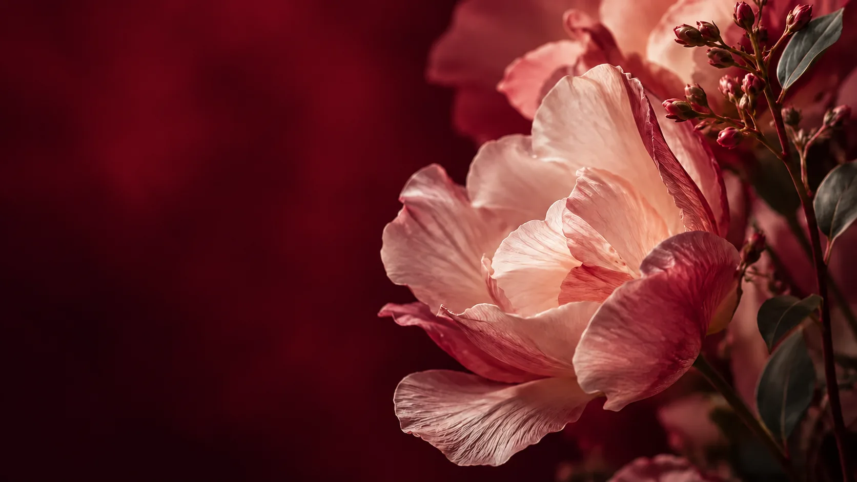 Pale pink flowers and buds against a deep crimson background